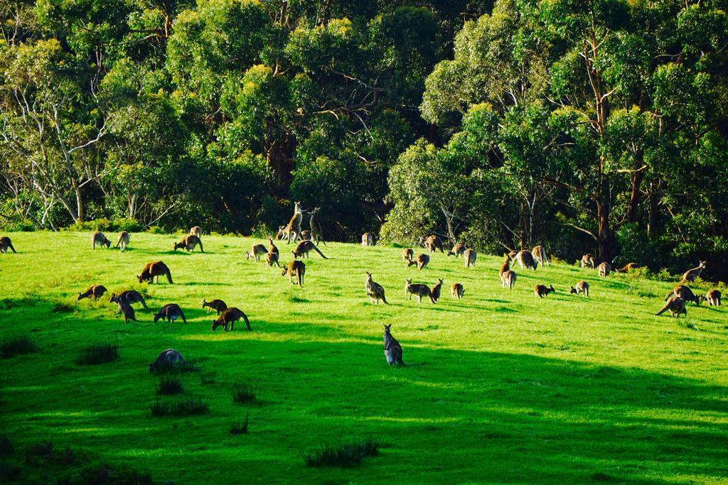 Southern Anchorage Retreat Wattle Hill Dış mekan fotoğraf